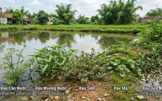 5 loại rau dân dã mọc ở bờ ao, bờ ruộng hỗ trợ kiểm soát huyết áp