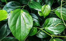 Lá trầu không có tác dụng gì?