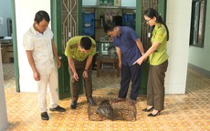 Cá thể khỉ quý hiếm 'đột nhập' nhà dân phá hoại đồ đạc
