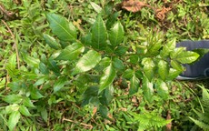 Bộ Y tế đề xuất 3 mức độ tuân thủ thực hành tốt nuôi trồng, thu hái dược liệu