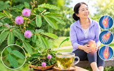 3 cây thuốc nam dùng hỗ trợ giảm đau nhức xương khớp