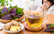 Bị cảm lạnh uống nước lá tía tô với gừng có tốt không?