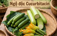 Cảnh báo nguy hiểm ngộ độc cucurbitacin từ các loại rau quả họ bầu bí