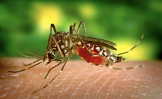 Bệnh Chikungunya do muỗi vằn truyền c&#243; biểu hiện ra sao?