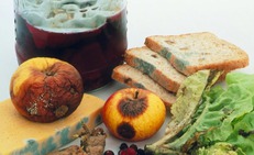 Thực phẩm bẩn có thể gây ra những bệnh ung thư nào?