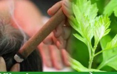 Kh&#225;m ph&#225; t&#225;c dụng &#237;t biết của cứu ngải
