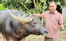 C&#244;ng phu nghề săn tr&#226;u chiến