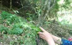 B&#237; quyết phục hồi sức khoẻ sau sinh của phụ nữ Th&#225;i từ nồi l&#225; thơm x&#244;ng hơ