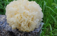 4 m&#243;n canh thuốc gi&#250;p dưỡng &#226;m, bảo vệ phổi trong m&#249;a lạnh