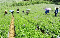 L&#224;o Cai n&#226;ng cao vai tr&#242; v&#224; vị thế y học cổ truyền trong chăm s&#243;c sức khỏe