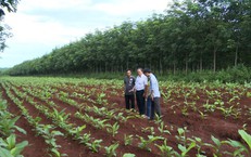 Gia Lai th&#250;c đẩy c&#226;y dược liệu ph&#225;t triển kinh tế