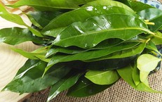 N&#234;n d&#249;ng l&#225; vối tươi hay kh&#244; l&#224; tốt nhất?