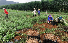 Khởi sắc kinh tế v&#249;ng cao nhờ c&#226;y dược liệu gi&#225; trị