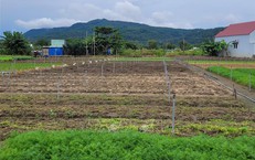 Mưa b&#227;o g&#226;y thiếu hụt rau củ, TP Hồ Ch&#237; Minh tăng dự trữ, mở rộng nguồn cung