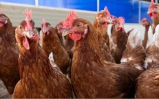 Mỹ ghi nhận ca tử vong đầu ti&#234;n do c&#250;m gia cầm H5N5