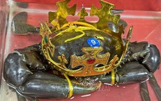 &#39;Vua cua&#39;&#160;C&#224; Mau được lập hồ sơ đề nghị x&#225;c lập kỷ lục cua lớn nhất Việt Nam