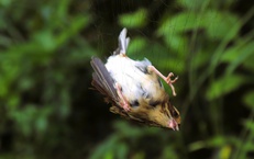 Chim hoang d&#227; mắc kẹt trong ma trận bẫy giữa lưng chừng trời