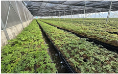 Vươn l&#234;n l&#224;m gi&#224;u từ s&#226;m Lai Ch&#226;u