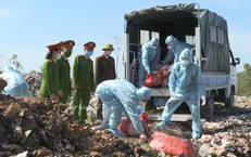 Ti&#234;u hủy hơn 5 tạ lợn nhiễm dịch tả lợn ch&#226;u Phi