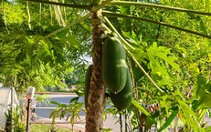 Những thực phẩm lợi sữa mẹ cần ghi nhớ