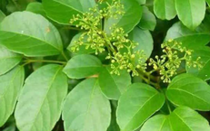 C&#226;y ch&#232; d&#226;y chữa bệnh g&#236;?