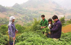 Nỗ lực bảo tồn nguồn dược liệu