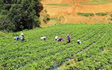 Tập trung v&#224;o nguồn gốc v&#224; chất lượng để n&#226;ng tầm thương hiệu &quot;Dược liệu Việt Nam&quot;