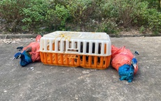 Ph&#225;t hiện lo&#224;i c&#244;ng nguy cấp, qu&#253; hiếm tại Th&#225;c Đồng Quan