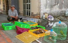 Người d&#226;n giao nộp 42 con chim, c&#242; hoang d&#227; để thả về tự nhi&#234;n