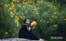 Vườn d&#227; quỳ bung sắc giữa Thủ đ&#244; h&#250;t kh&#225;ch đến check-in