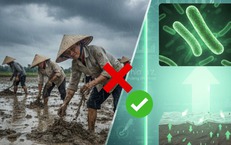 &#39;Khuẩn ăn thịt người&#39; Whitmore tăng ca mắc: Ai dễ bị tấn c&#244;ng?