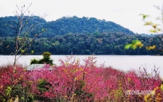 Hoa anh đào nở sớm và người 'đánh thức mùa xuân' nơi cực Tây Tổ quốc