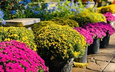 Năm thiên tai bão lũ lịch sử, thị trường hoa Tết sẽ diễn biến thế nào?