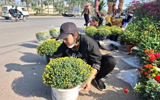 Cúc mâm xôi xuống phố đón Tết từ sớm, giá nhỉnh hơn mọi năm