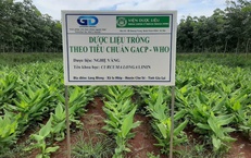 Bảo tồn để phát huy nguồn lực dược liệu quốc gia