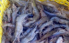 Giá tôm tăng cao dịp cuối năm