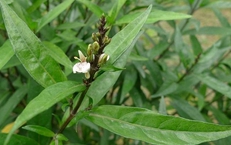 Khám phá công dụng chữa bệnh của cây thanh táo