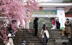 Mai anh đào nở rộ trước Đồn Biên phòng Lũng Cú, khách tấp nập chụp ảnh