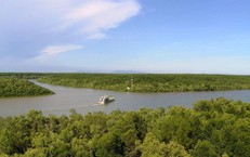 Đẩy mạnh trồng rừng ngập mặn gi&#250;p Đồng bằng s&#244;ng Cửu Long th&#237;ch ứng biến đổi kh&#237; hậu