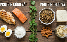 Protein động vật v&#224; protein thực vật - loại n&#224;o tốt hơn?