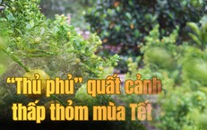 'Thủ phủ' quất cảnh miền Trung thấp thỏm mùa Tết vì dịch bệnh, thời tiết