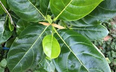 5 c&#225;ch d&#249;ng l&#225; m&#237;t chữa bệnh