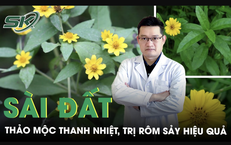 S&#224;i đất - thảo mộc thanh nhiệt, trị r&#244;m sảy hiệu quả