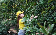Tr&#225;i c&#226;y ch&#237;n kh&#244;ng đều, du lịch nh&#224; vườn ở Đồng Nai gặp kh&#243;
