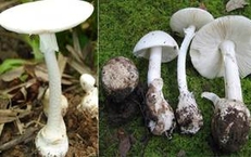 C&#225;ch nhận dạng 4 loại nấm độc thường gặp