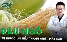 R&#226;u ng&#244; vị thuốc lợi tiểu, thanh nhi&#234;t, m&#225;t gan 
