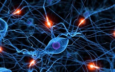 U sợi thần kinh do đ&#226;u?