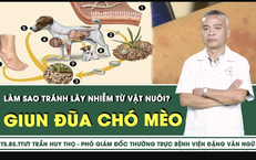 [LIVE] Nhiễm giun đũa ch&#243; m&#232;o từ vật nu&#244;i, l&#224;m sao để ph&#242;ng tr&#225;nh?