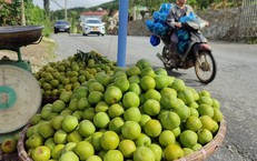 Thực hư về nguồn gốc loại mận r&#243;c hạt đang b&#225;n đầy thị trường
