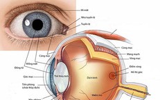 Mắt bạn hoạt động như thế n&#224;o?